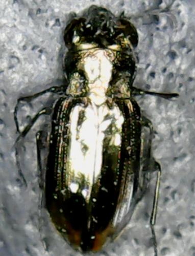 Notiophilus biguttatus